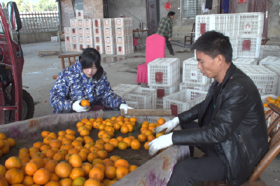 漳河蜜桔销售形势喜人