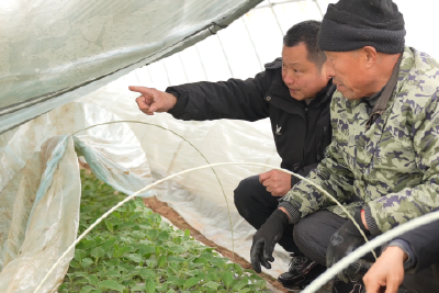 全力生产自救 保障农作物稳产