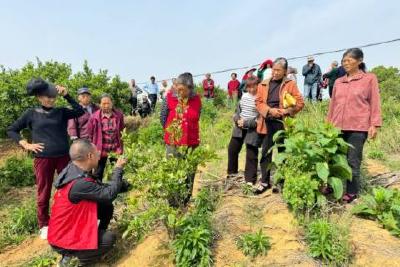 农技下田志愿服务 橘园管护正当其时