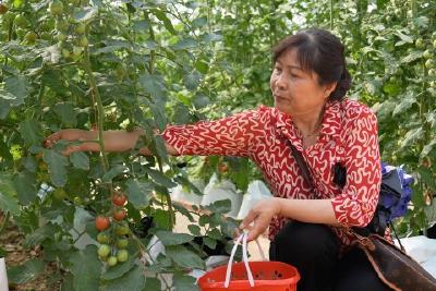 多彩番茄长成记