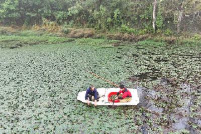 风吹菱角采收忙