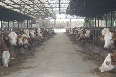 【新春走基层】牛业养殖兴 乡村“牛劲”足