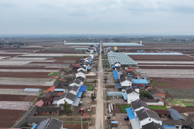 节后蔬菜忙移栽  不负春日好时光