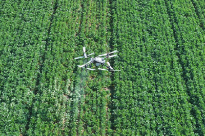 智慧农业显身手  护航油菜稳产增收