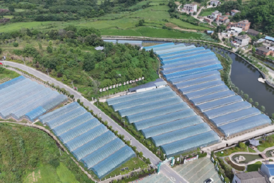 零碳新风+黄茶产业+和美乡村：解码新城振兴三重奏