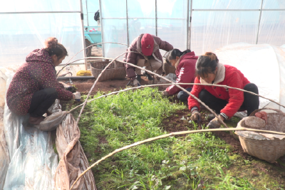 红薯育苗正当时