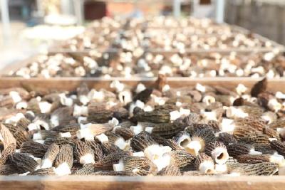 头茬羊肚菌“抢鲜”上市