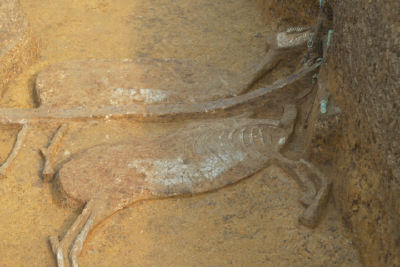 当阳晏坡墓地考古发掘战国时期车马坑 出土文物近百件