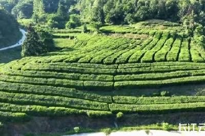 湖北堰河：一片绿叶“生金”之旅