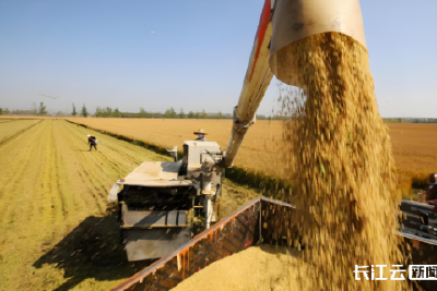 专家解读：中央一号文件中的湖北机遇