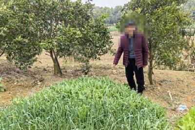 当阳警方查处非法种植罂粟案 村民竟称“开花了泡酒喝”