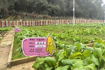 从94万元到1028万元的飞跃——恩施市七里坪街道创新壮大村集体经济观察
