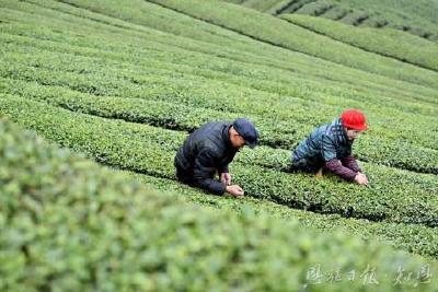 以绿为笔绘新篇 ——宣恩县生态环境保护工作综述