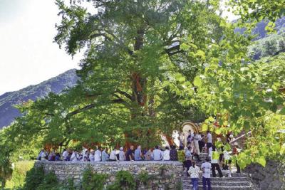 听！树的“声音”——探寻古树年轮中的生态密码