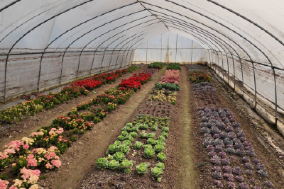 绽放多肉美丽经济 探索农村特色产业新路径