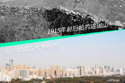 从一锹土到万亩林！“武汉森林大学”这样种出来