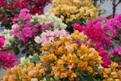 从零开始  “逅花缘”迎来春天