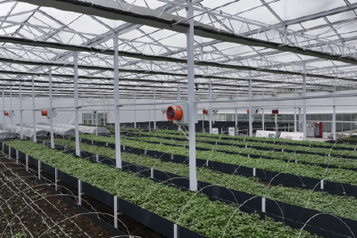 我市鱼腥草芽苗菜俏销市场