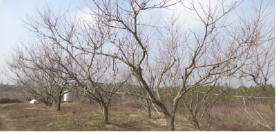 一个乡村女性关于“梦想”与“选择”的故事