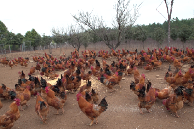 山洼洼食品 生态养殖让“双莲鸡”走上餐桌