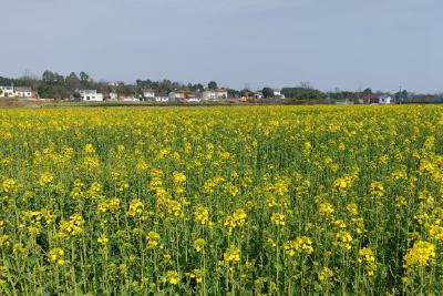 湖北当阳第四届长坂坡油菜花季活动即将启幕