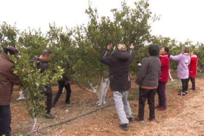 柑橘春管正当时 农技服务助增收