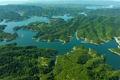 武当智库 | 林下经济的“生金之路”