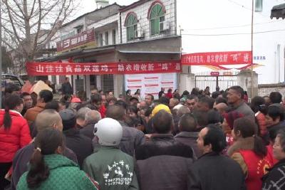 免费鸡苗送农户  助农增收共致富