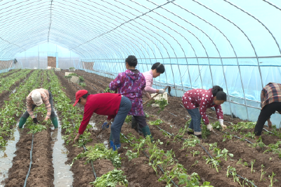 湖北志成生物发展有限公司打造红薯全产业链