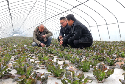 回乡当菜农 “蔬”写新起点