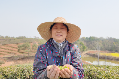 千年名茶吐新绿 乡村振兴添活力