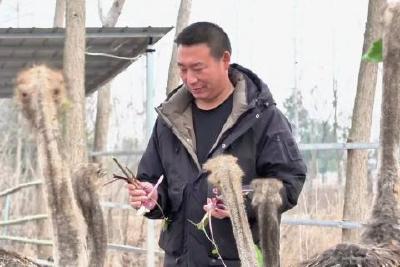 呆萌大鸟“驼”起乡村致富梦