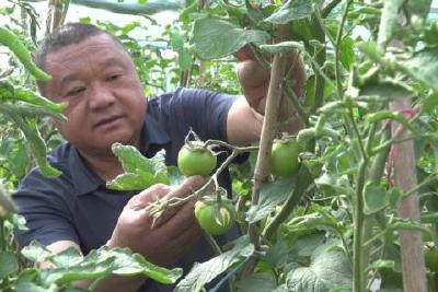 人大代表在行动 “蔬”写乡村振兴新篇章