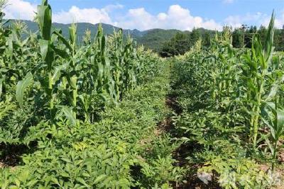 万万没想到，“一碗菜”成了年入30亿的“国际网红”