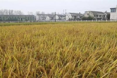 从种业“中国芯”到全球粮安稳 | 鄂州：小稻种闯出大天地