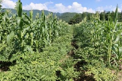 “魔”力全开！10万农户靠这盘“小菜”闯市场