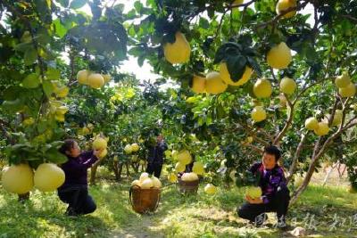 “四季果篮”的链式突围 ——恩施州水果产业发展密码解构