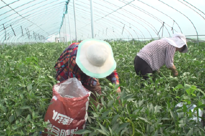 早春辣椒采摘忙 奏响致富“椒”响曲