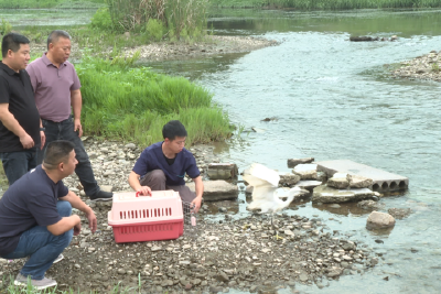 我市成功救助并放生国家“三有”保护动物小白鹭