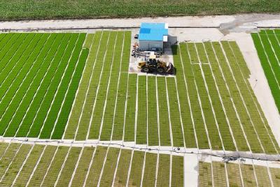 育秧炼苗场地不足  建投集团助企解决