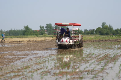 阡陌披绿裳 插秧描新景