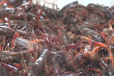 小龙虾“抢鲜”上市 “稻虾共生”奔共富