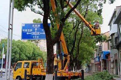 给“越界”大树“疏剪定型”