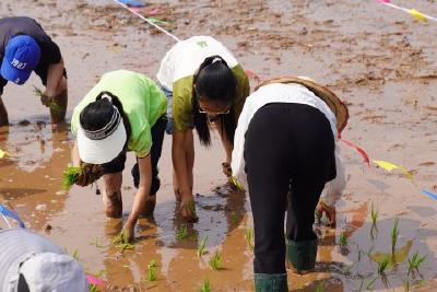科技田里“趣”插秧 泥土芬芳伴成长  我市举办插秧农事体验文明实践活动