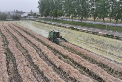 我市43万余亩油菜颗粒归仓