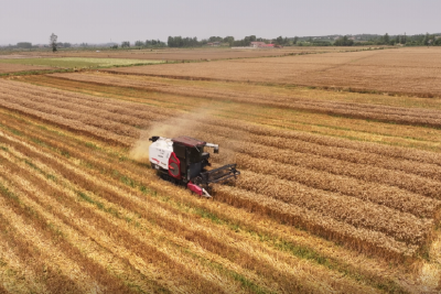 我市高标准农田麦收忙