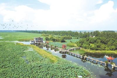 一粒良种“藕”遇“芯”生——汉川莲藕种业创新助推产业跃升