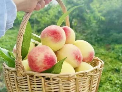 等了一年！当阳人爱的这口来了