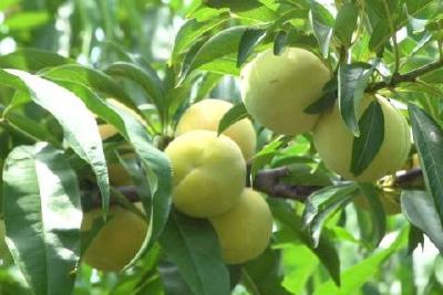 李子满枝头 果农喜丰收