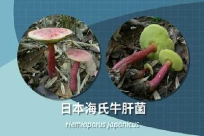 别采，别买，别吃！